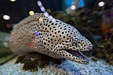 PlayStation™Store与Nintendo eShop现正举办世嘉夏季热销