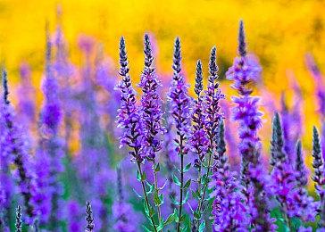 爆料称《堡垒之夜》未来或将与《命运2》联动